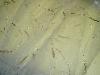 Markdown JF Fabrics Gold Leaf on White Sheer Designer Home Decor Drapery Fabric on Sale