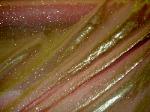 Western Fabrics Nitro Blaze Gold Sheer Markdown Closeout Drapery
